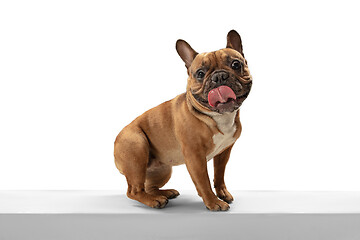 Image showing Young brown French Bulldog playing isolated on white studio background