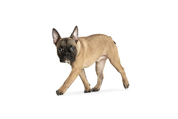 Image showing Young brown French Bulldog playing isolated on white studio background