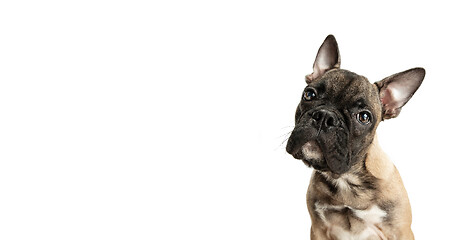 Image showing Young brown French Bulldog playing isolated on white studio background