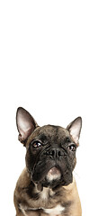 Image showing Young brown French Bulldog playing isolated on white studio background