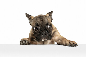 Image showing Young brown French Bulldog playing isolated on white studio background