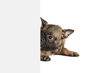 Image showing Young brown French Bulldog playing isolated on white studio background