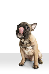 Image showing Young brown French Bulldog playing isolated on white studio background