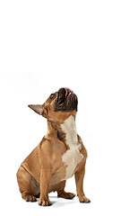 Image showing Young brown French Bulldog playing isolated on white studio background