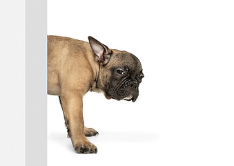 Image showing Young brown French Bulldog playing isolated on white studio background