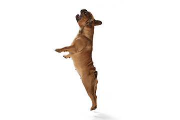 Image showing Young brown French Bulldog playing isolated on white studio background