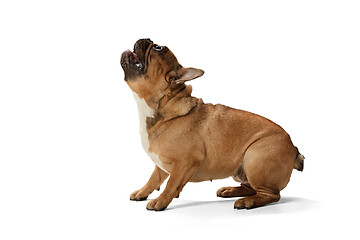 Image showing Young brown French Bulldog playing isolated on white studio background