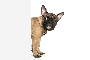 Image showing Young brown French Bulldog playing isolated on white studio background