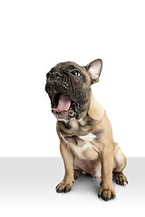 Image showing Young brown French Bulldog playing isolated on white studio background