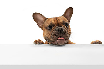 Image showing Young brown French Bulldog playing isolated on white studio background