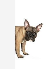 Image showing Young brown French Bulldog playing isolated on white studio background