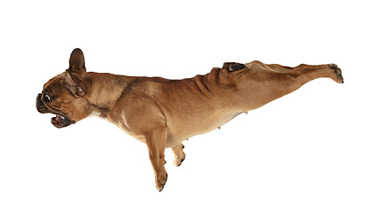 Image showing Young brown French Bulldog playing isolated on white studio background