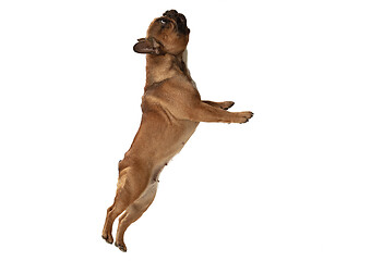 Image showing Young brown French Bulldog playing isolated on white studio background