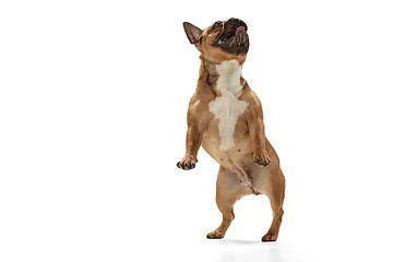 Image showing Young brown French Bulldog playing isolated on white studio background