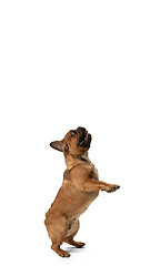 Image showing Young brown French Bulldog playing isolated on white studio background