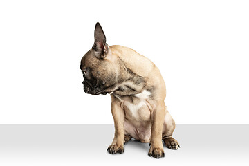 Image showing Young brown French Bulldog playing isolated on white studio background