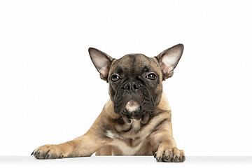 Image showing Young brown French Bulldog playing isolated on white studio background