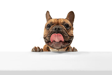 Image showing Young brown French Bulldog playing isolated on white studio background