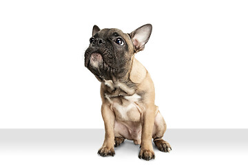 Image showing Young brown French Bulldog playing isolated on white studio background