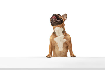 Image showing Young brown French Bulldog playing isolated on white studio background