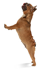 Image showing Young brown French Bulldog playing isolated on white studio background