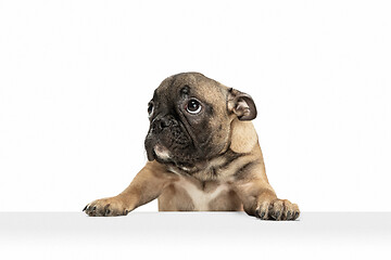 Image showing Young brown French Bulldog playing isolated on white studio background