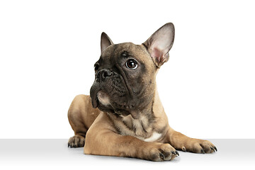 Image showing Young brown French Bulldog playing isolated on white studio background