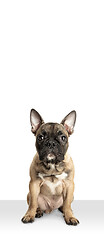 Image showing Young brown French Bulldog playing isolated on white studio background