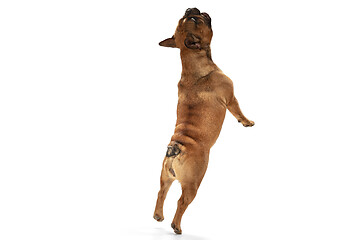 Image showing Young brown French Bulldog playing isolated on white studio background