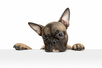 Image showing Young brown French Bulldog playing isolated on white studio background