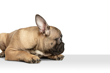 Image showing Young brown French Bulldog playing isolated on white studio background