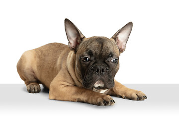 Image showing Young brown French Bulldog playing isolated on white studio background