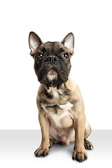 Image showing Young brown French Bulldog playing isolated on white studio background