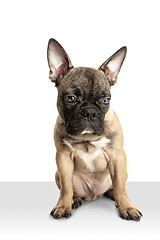 Image showing Young brown French Bulldog playing isolated on white studio background