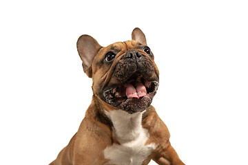 Image showing Young brown French Bulldog playing isolated on white studio background