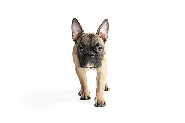 Image showing Young brown French Bulldog playing isolated on white studio background