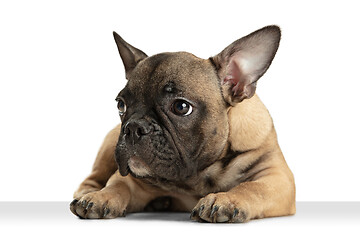 Image showing Young brown French Bulldog playing isolated on white studio background