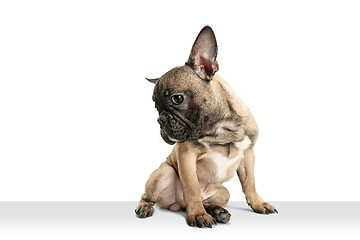 Image showing Young brown French Bulldog playing isolated on white studio background