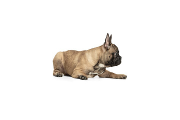 Image showing Young brown French Bulldog playing isolated on white studio background