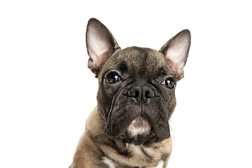 Image showing Young brown French Bulldog playing isolated on white studio background