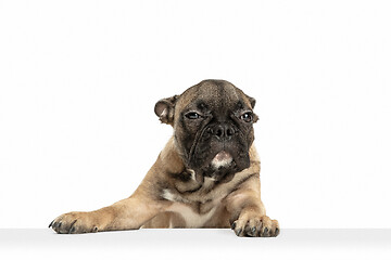 Image showing Young brown French Bulldog playing isolated on white studio background