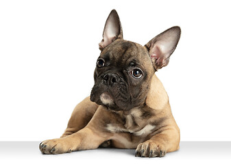 Image showing Young brown French Bulldog playing isolated on white studio background