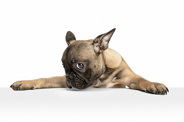 Image showing Young brown French Bulldog playing isolated on white studio background