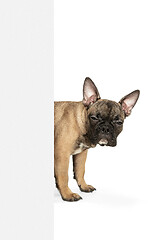 Image showing Young brown French Bulldog playing isolated on white studio background