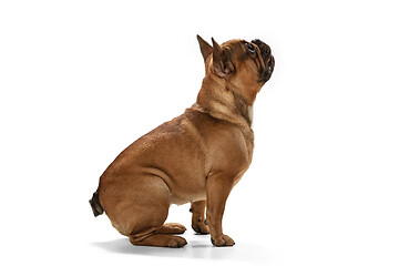 Image showing Young brown French Bulldog playing isolated on white studio background