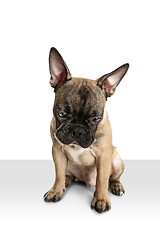 Image showing Young brown French Bulldog playing isolated on white studio background