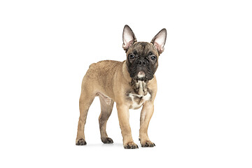 Image showing Young brown French Bulldog playing isolated on white studio background