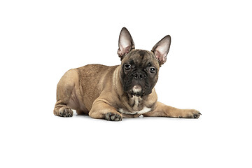 Image showing Young brown French Bulldog playing isolated on white studio background