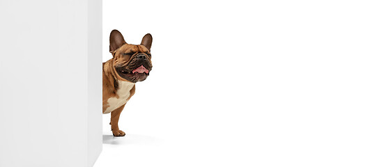 Image showing Young brown French Bulldog playing isolated on white studio background