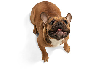 Image showing Young brown French Bulldog playing isolated on white studio background